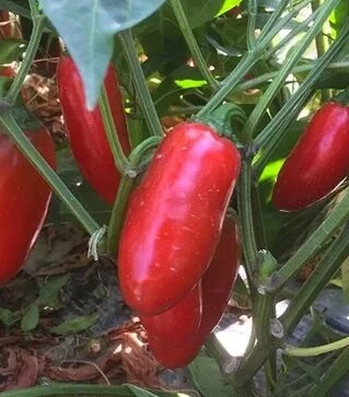 Насіння перцю Форахідо F1, п.о. 250 насінин (Enza Zaden)