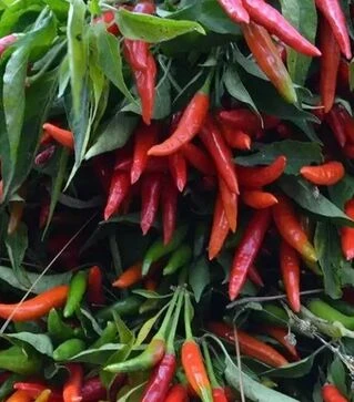 Семена перца Хай Флай F1, п.е. 2.5 тыс. семян (NongWoo Bio)