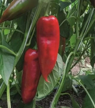 Семена перца Хан F1, п.е. 250 семян (Bejo)
