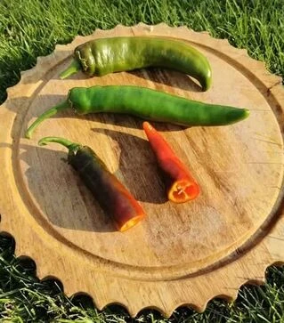 Семена перца Хирош, п.е. 1 тыс. семян (Innova Seeds)