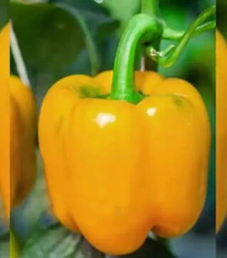 Семена перца Шорок слои, 500 г (Коуэлл)