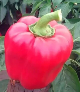 Насіння перцю Тібо F1, п.о. 1 тис. насінин (Clause)