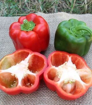 Насіння перцю PL 6720 F1, п.о. 500 шт насінин (Bakker Brothers)