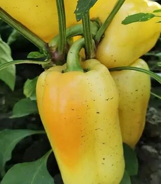 Семена перца Айпон F1, п.е. 1 тыс. семян (Innova Seeds)