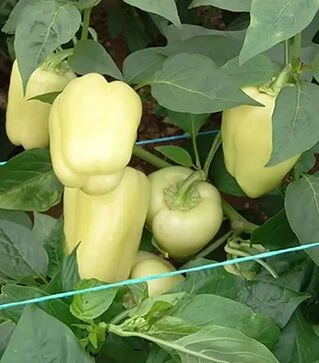 Семена перца Айпон F1, п.е. 1 тыс. семян (Innova Seeds)