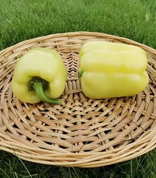 Насіння перцю Хелікон F1, п.о. 1 тис. насінин (Innova Seeds)