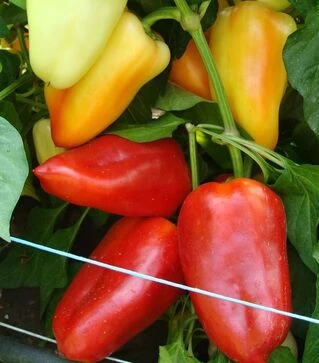 Семена перца Цинтия F1, п.е. 5 тыс. семян (Moravoseed)