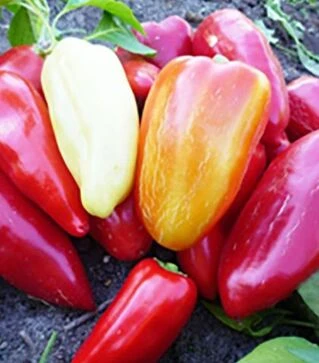 Насіння перцю Данай F1, п.о. 10 тис. насінин (Nasko)