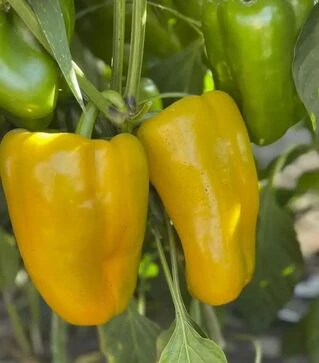 Насіння перцю Санта F1, п.о. 500 шт насінин (Spark Seeds)