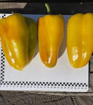 Насіння перцю Санта F1, п.о. 500 шт насінин (Spark Seeds)