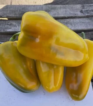 Насіння перцю Санта F1, п.о. 500 шт насінин (Spark Seeds)