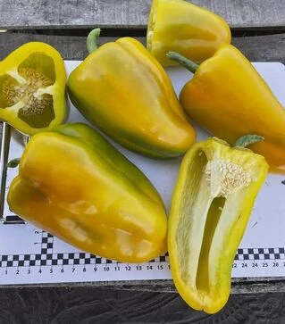 Насіння перцю Санта F1, п.о. 500 шт насінин (Spark Seeds)