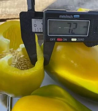 Насіння перцю Санта F1, п.о. 500 шт насінин (Spark Seeds)