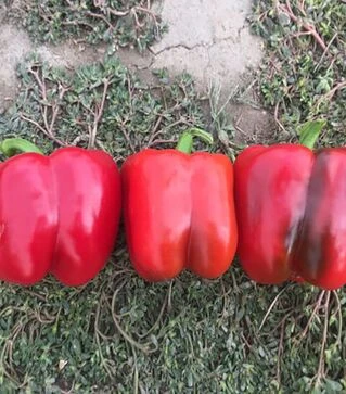 Семена перца Аида F1, п.е. 500 шт семян (Spark Seeds)