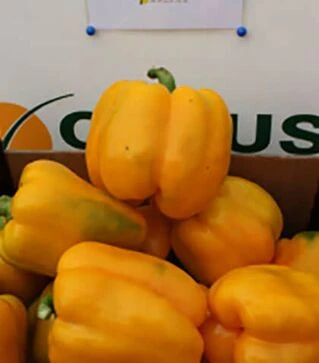 Насіння перцю Соланор F1, п.о. 1 тис. насінин (Clause)