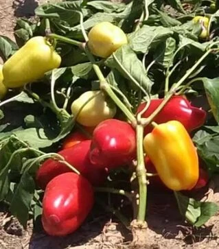 Насіння перцю Фьорст F1, п.о. 500 шт насінин (Sakata)