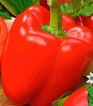 Насіння перцю Халк F1, п.о. 500 шт насінин (Sakata)