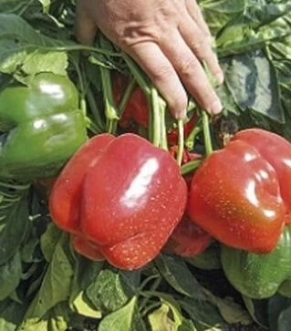 Насіння перцю Стріт F1, п.о. 500 шт насінин (Spark Seeds)