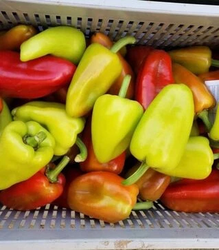 Семена перца PLA 18266 F1, п.е. 500 шт семян (Esasem)