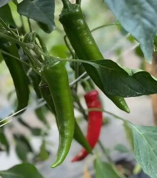 Насіння перцю Тойо F1, п.о. 500 шт насінин (Spark Seeds)