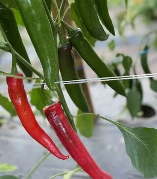 Насіння перцю Тойо F1, п.о. 500 шт насінин (Spark Seeds)