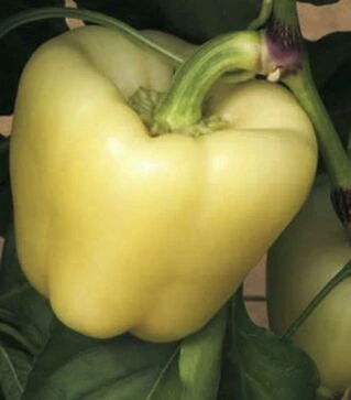 Насіння перцю Спартако F1, п.о. 1 тис. насінин (Sakata)