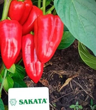Семена перца Поло F1, п.е. 1 тыс. семян (Sakata)