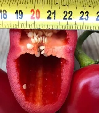 Семена перца Фанат F1, п.е. 500 шт семян (Spark Seeds)