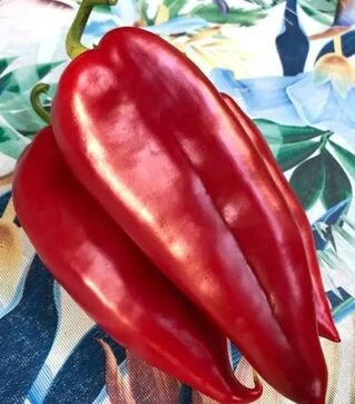 Семена перца Фанат F1, п.е. 500 шт семян (Spark Seeds)