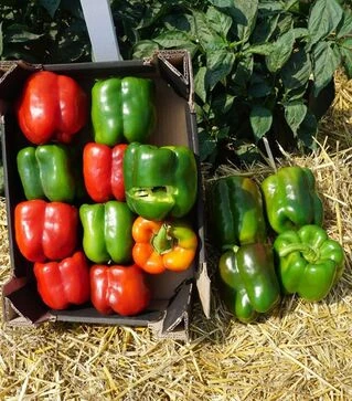 Семена перца Вангард F1, п.е. 1 тыс. семян (Clause)