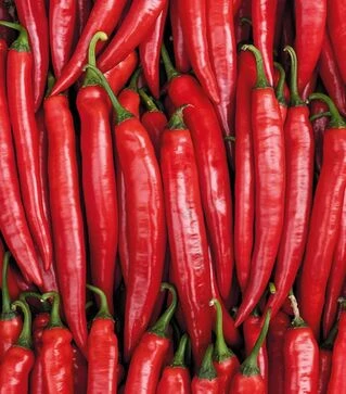 Насіння перцю Хайфі F1, п.о. 500 шт насінин (Enza Zaden)