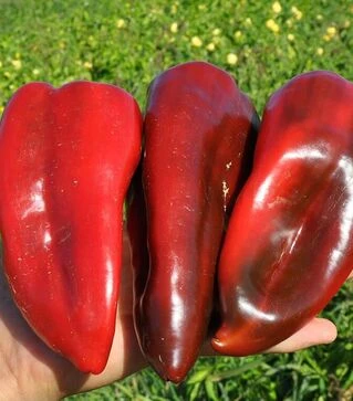 Семена перца Редкан F1, п.е. 1 тыс. семян (Clause)