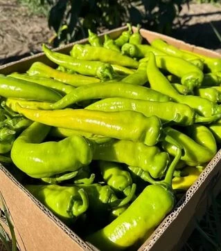 Насіння перцю ES 7520 F1, п.о. 250 насінин (Ergon)