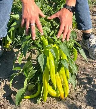 Насіння перцю ES 7520 F1, п.о. 250 насінин (Ergon)