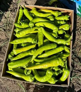 Насіння перцю ES 7520 F1, п.о. 250 насінин (Ergon)