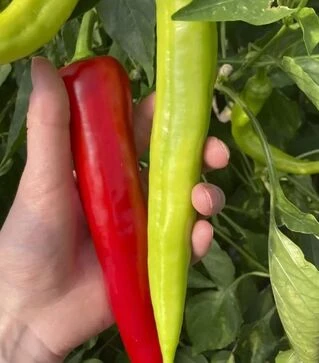 Насіння перцю ES 7520 F1, п.о. 250 насінин (Ergon)