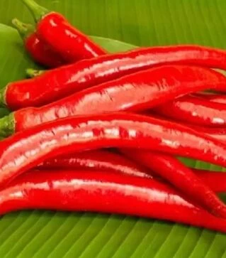 Семена перца Ангарика F1, п.е. 1 тыс. семян (NongWoo Bio)