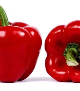 Насіння перцю Мазурка F1, п.о. 1 тис. насінин (Rijk Zwaan)