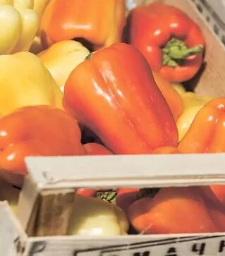 Семена перца Барби F1, п.е. 500 семян (Syngenta)