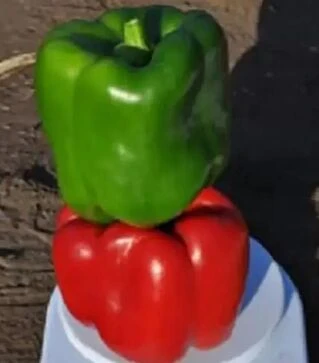 Насіння перцю Карісма F1, п.о. 5 тис. насінин (Clause)