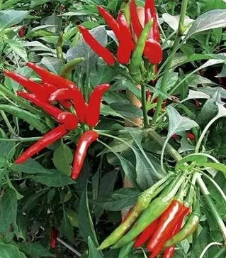 Насіння перцю Хай Флай F1, п.о. 500 насінин (NongWoo Bio)