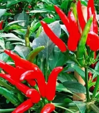 Насіння перцю Хай Флай F1, п.о. 500 насінин (NongWoo Bio)