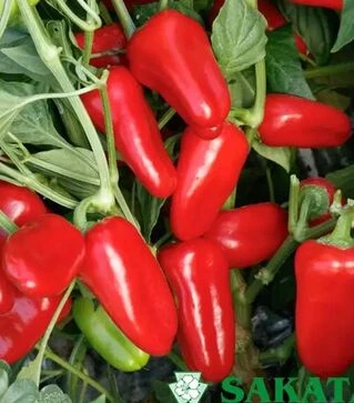 Насіння перцю Феррари F1, п.о. 500 насінин (Sakata)