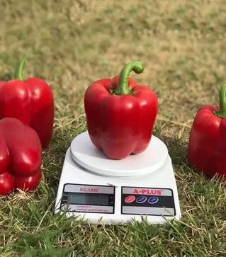 Насіння перцю Крімсон Кінг F1 Hazera, п.о. 1 тис. насінин (Hazera)