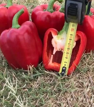 Насіння перцю Крімсон Кінг F1 Hazera, п.о. 1 тис. насінин (Hazera)