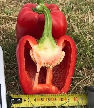 Насіння перцю Крімсон Кінг F1 Hazera, п.о. 1 тис. насінин (Hazera)