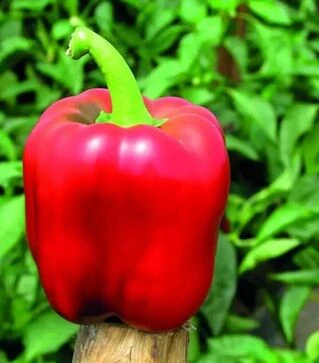 Насіння перцю Крімсон Кінг F1 Hazera, п.о. 1 тис. насінин (Hazera)