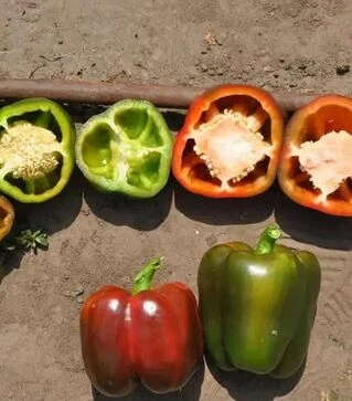 Насіння перцю Крімсон Кінг F1 Hazera, п.о. 1 тис. насінин (Hazera)