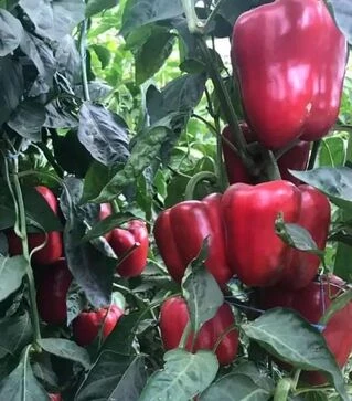 Насіння перцю Крімсон Кінг F1 Hazera, п.о. 1 тис. насінин (Hazera)