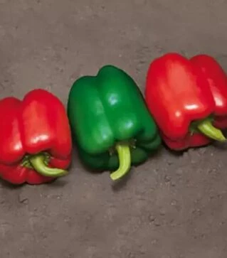 Семена перца КС 04 F1, п.е. 250 семян (Kitano Seeds)